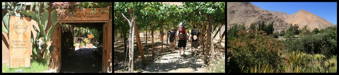 Chili Pisco Elqui Mistral Ekla